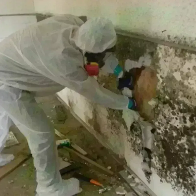 Mold Remediation and Removal in Steuben County, IN